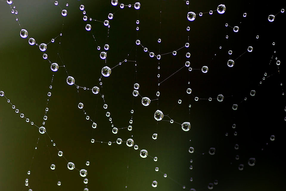 Wassertropfen, die sich in einem Spinnennetz verfangen haben, das das Internet symbolisieren soll.